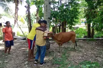 WP Agro Luwuk Desa Satar Punda Siap Jadi Pusat Pengembangbiakkan Sapi Manggarai Timur