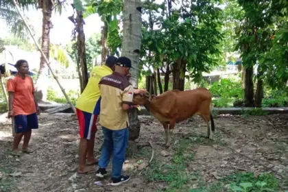 WP Agro Luwuk Desa Satar Punda Siap Jadi Pusat Pengembangbiakkan Sapi Manggarai Timur