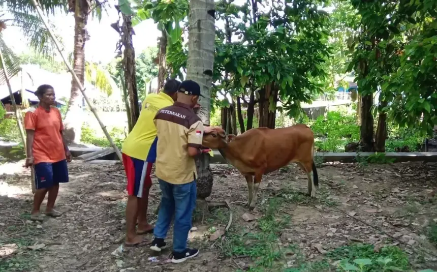 WP Agro Luwuk Desa Satar Punda Siap Jadi Pusat Pengembangbiakkan Sapi Manggarai Timur
