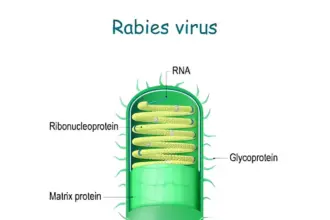 Rabies