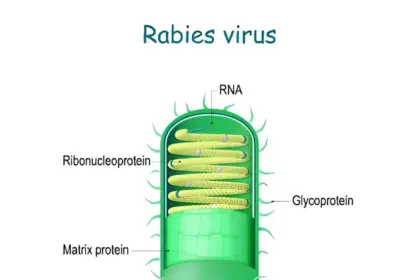 Rabies