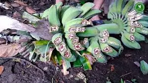 Pisang Diserang Virus Misterius, Pemerintah Jangan  Tutup Mata