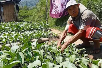 Ema Ius, sedang lakukan perawatan tamanan sayur sawi putih. Raup untung jutaan rupiah dalam waktu 2 bulan