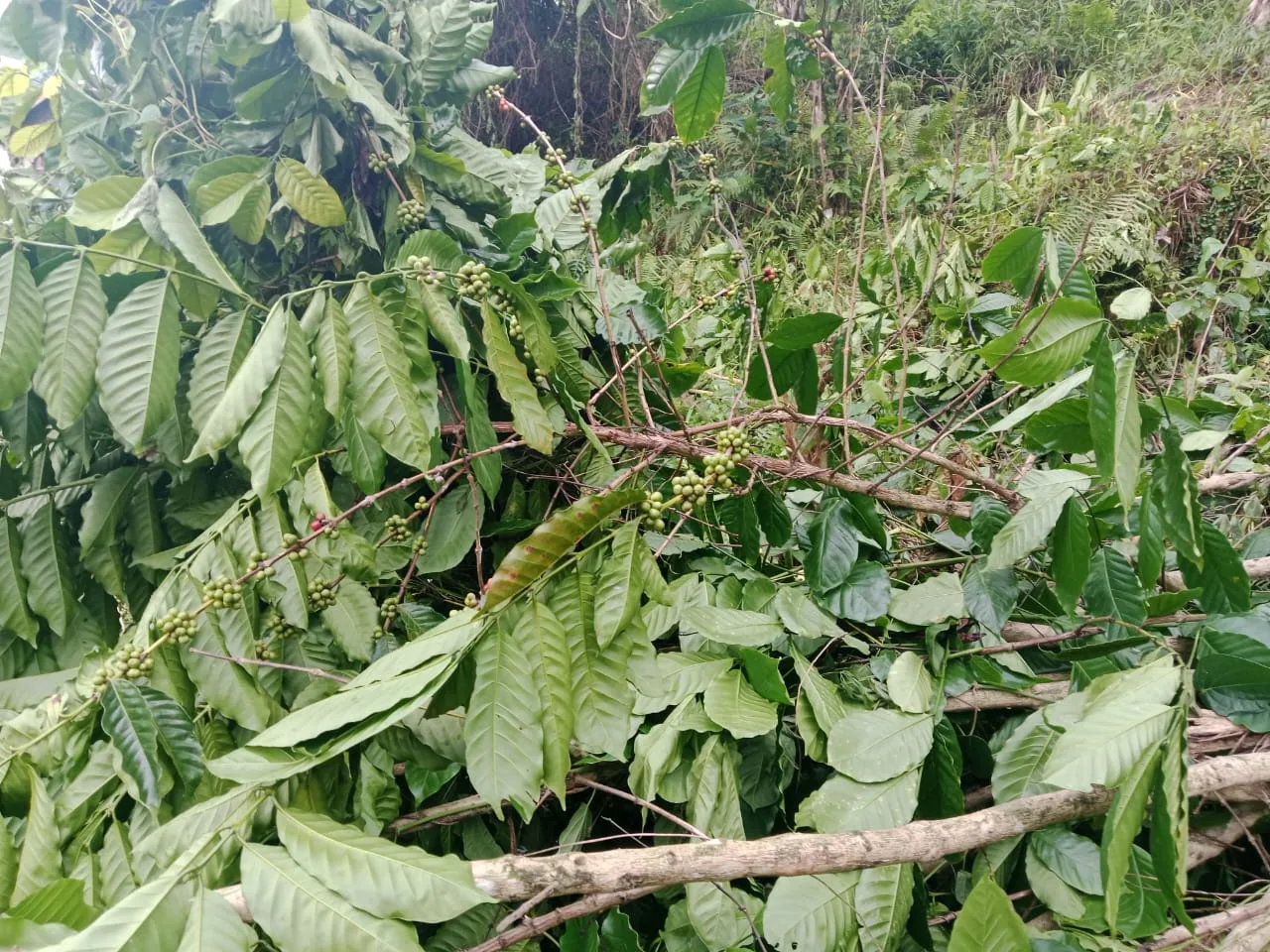 pohon kopi sisilia sija yang ditebang natus