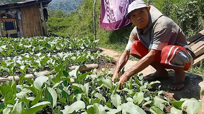 Ema Ius, sedang lakukan perawatan tamanan sayur sawi putih. Raup untung jutaan rupiah dalam waktu 2 bulan